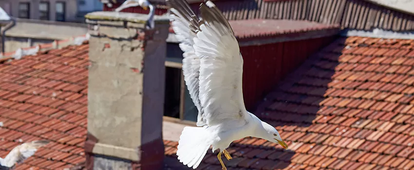 Residential Chimney Animal Removal Solution in Norwalk, CA